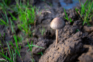 selective focus Panaeolus is an elephant dung mushroom that grows along the river where the green...