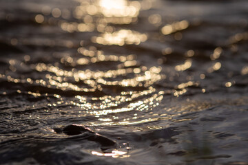 selective focus river surface at evening sunset Background image: river, season, lots of water,...