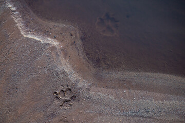 selective focus on sandy riverside beach There are dog footprints on the sandy beach. There is...