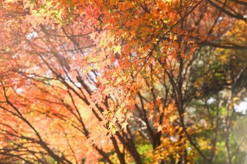 the spectacular scenery of maple trees with beautiful autumn leaves