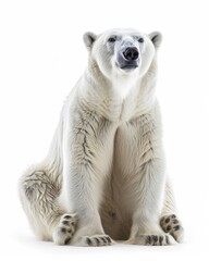 Fototapeta premium the Polar Bear , portrait view, white copy space on right Isolated on white background