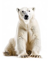 Fototapeta premium the Polar Bear , portrait view, white copy space on right Isolated on white background
