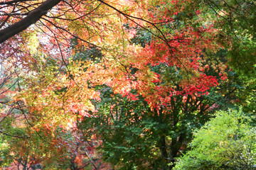 the spectacular scenery of maple trees with beautiful autumn leaves