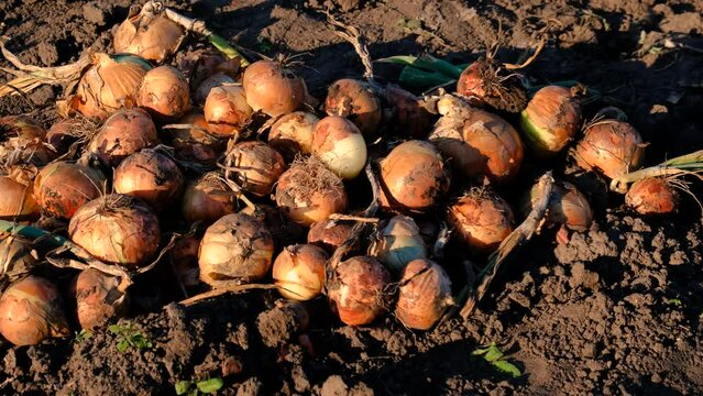 collects onions in a basket in the garden. Selective focus.