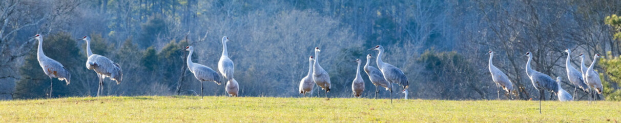 Sandhill Crane walking on the ground