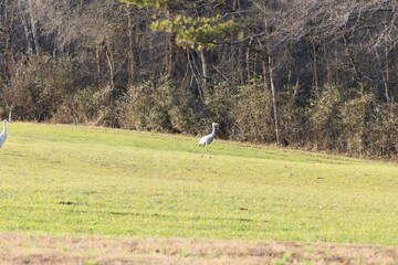 Sandhill Crane walking on the ground