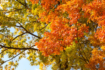 the spectacular scenery of maple trees with beautiful autumn leaves