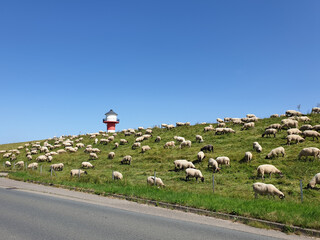 Grazing flock of sheep on the Elbe dike with lighthouse and blue sky in summer in Lühe, Jork, Altes Land, Lower Saxony, Germany