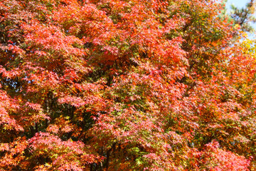 the spectacular scenery of maple trees with beautiful autumn leaves