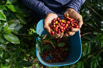 manos de recolector de café con frutos maduros 