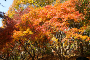 the spectacular scenery of maple trees with beautiful autumn leaves