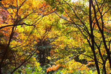 the spectacular scenery of maple trees with beautiful autumn leaves