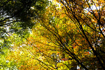 the spectacular scenery of maple trees with beautiful autumn leaves