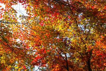 the spectacular scenery of maple trees with beautiful autumn leaves