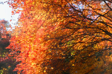 the spectacular scenery of maple trees with beautiful autumn leaves