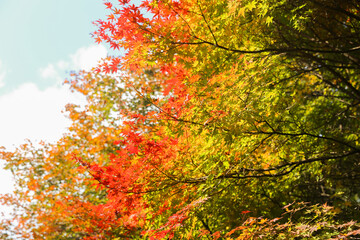 the spectacular scenery of maple trees with beautiful autumn leaves
