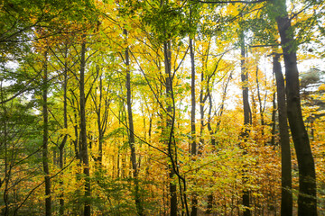 the spectacular scenery of maple trees with beautiful autumn leaves