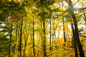 the spectacular scenery of maple trees with beautiful autumn leaves