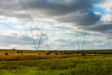 Cows grazing in the Argentine countryside, beneath a power line that crosses