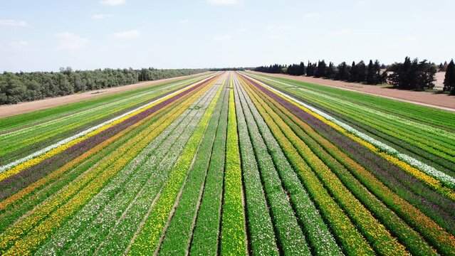 Field aerial video of Ranunculus in Kibbutz Nir Yitzhak