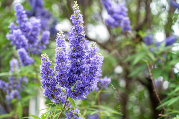 紫色の花を咲かせたセイヨウニンジンボク