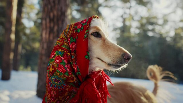 Dog, Afghan hound in a funny fur hat