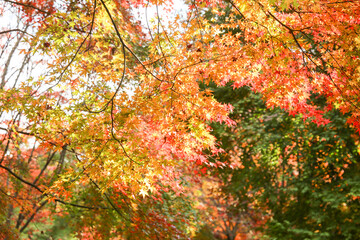 the spectacular scenery of maple trees with beautiful autumn leaves