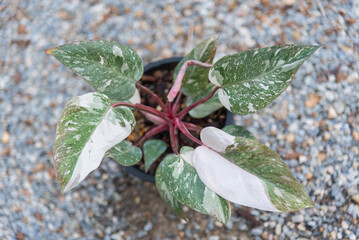philodendron pink princess pink galaxy in the pot    © rukawajung