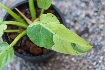 Closeup to Philodendron Ruaysap Marble Variegated 
