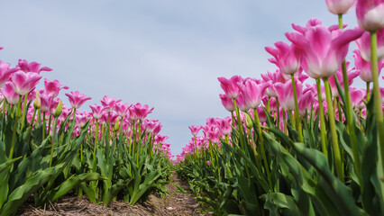 A breathtaking field of pink tulips in Texel, Netherlands, bathed in sunlight and swaying gently in...