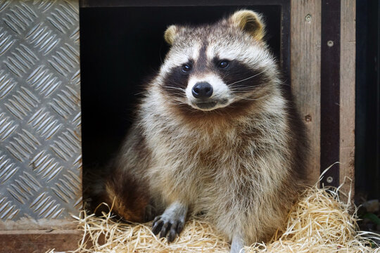 Tiere-Waschbaer in Aktion..