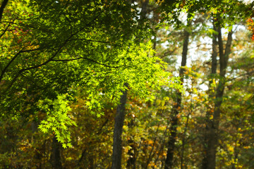 the spectacular scenery of maple trees with beautiful autumn leaves