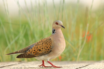 European turtle dove, Streptopelia turtur