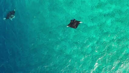 Aerial view of transparent Indian Ocean with manta ray and coral reefs, Thoddoo, Maldives.