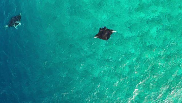 Aerial view of transparent Indian Ocean with manta ray and coral reefs, Thoddoo, Maldives.