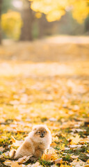 A cute pomeranian dog is lounging in a colorful pile of fallen leaves at a park, showing a natural and serene setting with grass, trees, and a peaceful ambiance