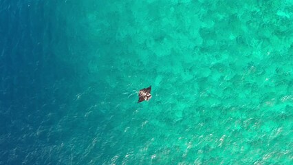 Aerial view of clear water with manta rays and coral reefs, Indian Ocean, Thoddoo, Maldives.