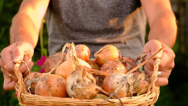 collects onions in a basket in the garden. Selective focus.