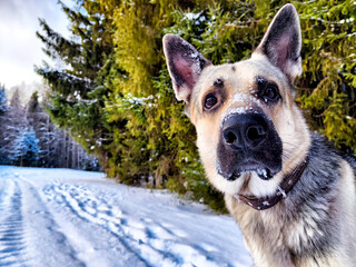 Dog German Shepherd in a winter day, white snow and tree around. Waiting eastern European dog veo...