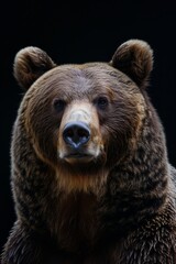 Fototapeta premium the Grizzly Bear , portrait view, white copy space on right Isolated on black background