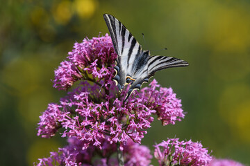 Iberian Scarce Swallowtail (Iphiclides feisthamelii) feeding from Lantana