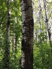 birch tree in the forest