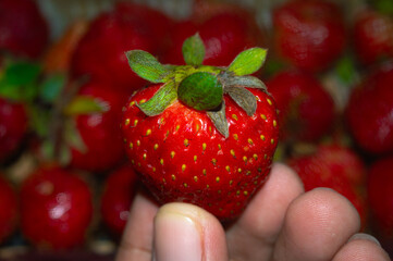 red ripe strawberry fruit background, contains vitamin c, close up, can be used in juice, ice cream and cake preparations