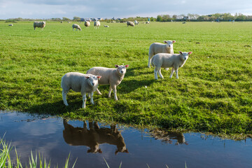 Fototapeta premium A tranquil scene in Texel, Netherlands, where a group of sheep graze peacefully in a lush green field next to a shimmering pond.