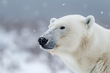 Close-up portrait of a polar bear in the snow, in an Arctic environment. Horizontal. Space for copy. 