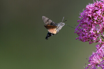 Hummingbird hawk-moth flying over flowers