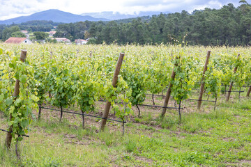 A scenic view of vineyard rows with vibrant green grapevines, set in a rural landscape in Portugal with trees and hills in the background