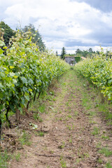 A scenic view of vineyard rows with vibrant green grapevines, set in a rural landscape in Portugal with trees and hills in the background