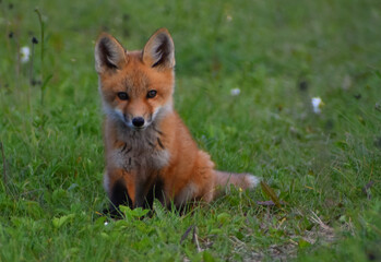 A young fox in spring, Sainte-Apolline, Québec, Canada