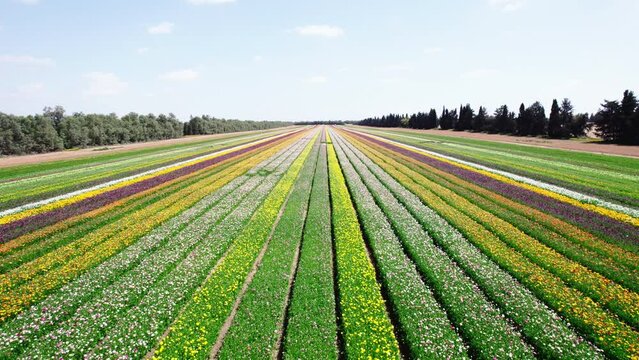 Field aerial video of Ranunculus in Kibbutz Nir Yitzhak
